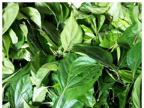 仙鹤红枣茶，日常补虚、抗疲劳全靠它