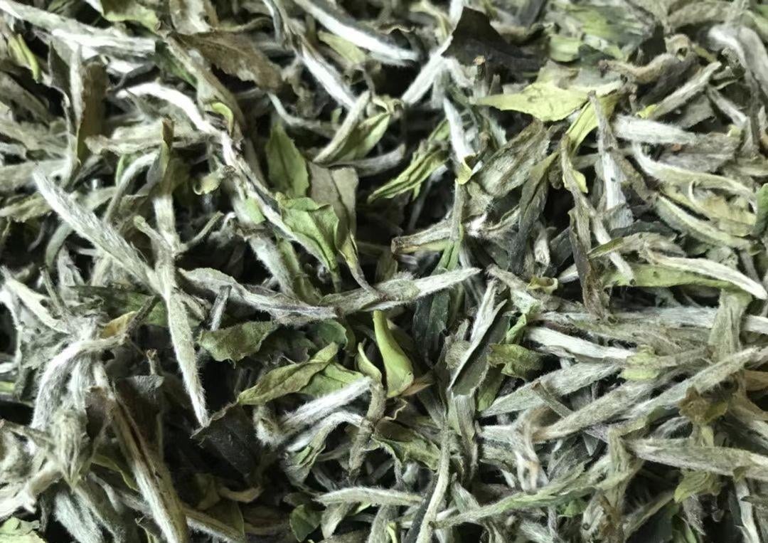 福鼎白茶——牡丹王
