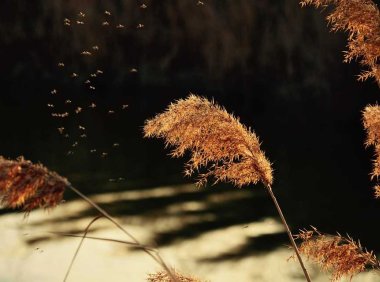 扶阳灸,向气血注入满满的能量