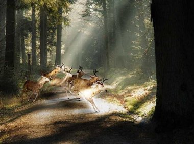 崩漏(功能性子宫出血),灸腰阳关穴区