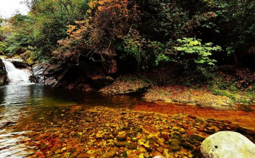 孕妇可以吃赤小豆吗?