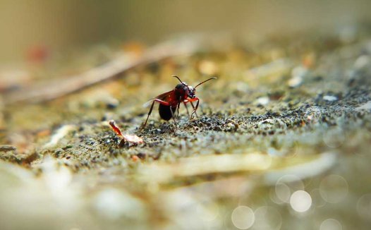 哪些人不能喝苦丁茶?