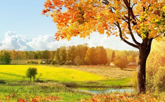 培土生金法在临床应用的体会