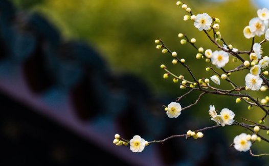 香蕉皮的功效和作用