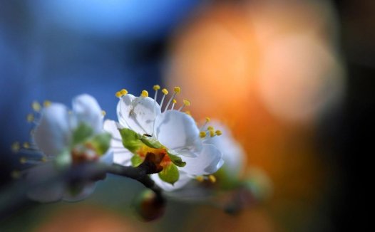 席汉氏综合征,脊髓空洞症,隐性脊柱裂