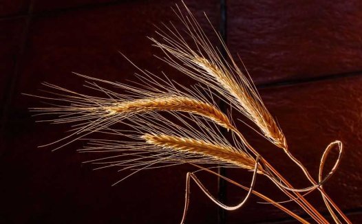 陈士铎小传及医术概要