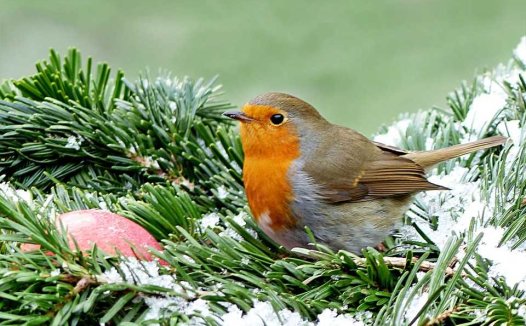 野葱的家常做法大全