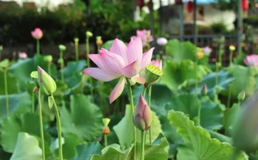 榆钱树果实怎么吃？