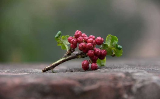 何梦瑶小传及医术概要