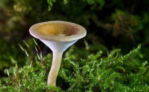 慢性肾炎蛋白尿案