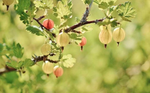 巨细胞病毒感染案