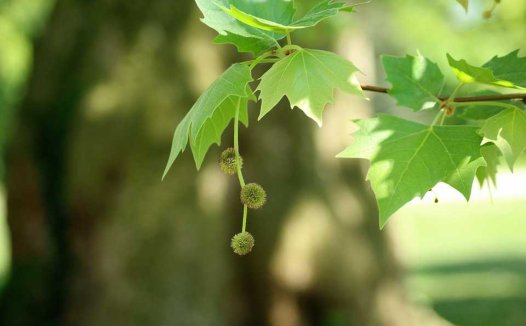 治高血压病效方荟萃