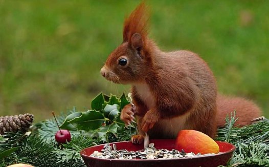 治疗疔疮的单方验方