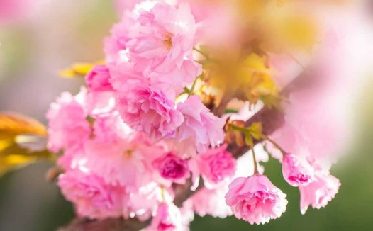 姜豉饴糖的实用功效