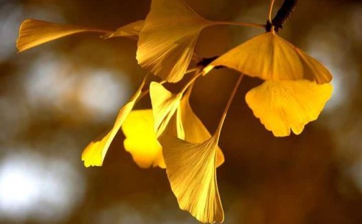 松子糖的实用功效