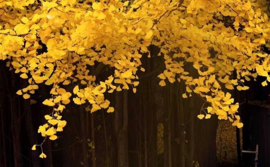 核桃糖的实用功效