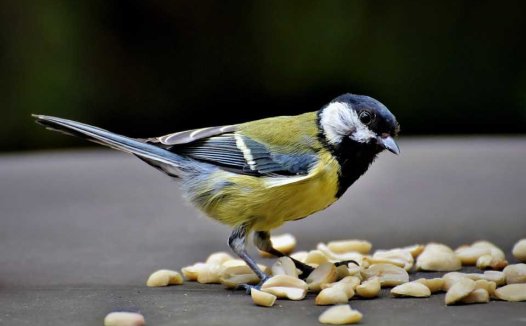 柴胡龙牡功效著，疗痫每用仲景方