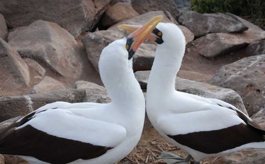 莲子心的功效与作用