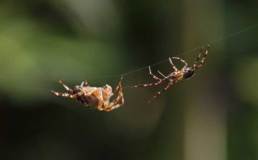 莲子的食用方法