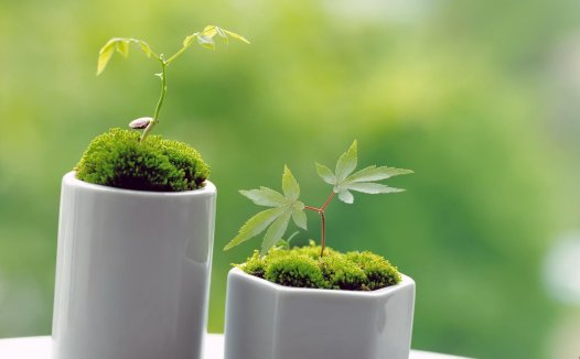 茶油的功效与作用