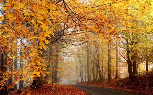 石斑鱼的营养价值