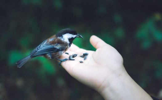 益气扶阴，强心有方