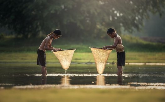 大黄草药主清利，醒脾健胃兼顾之