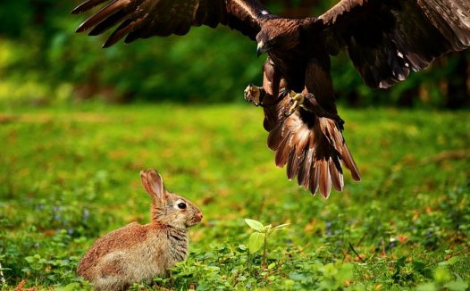 血脉神明心所主，损则悸动；阴阳虚实辨自明，活用古方