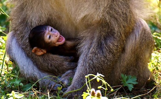 护心主生脉，宁悸重桂枝