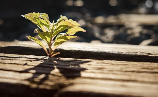春温风温喘嗽要略