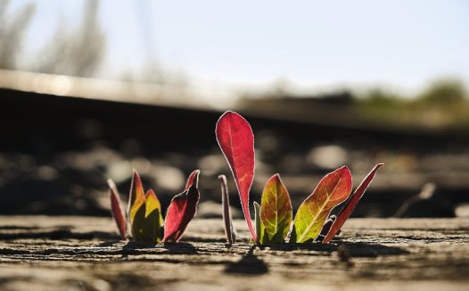 肝心同治平心悸