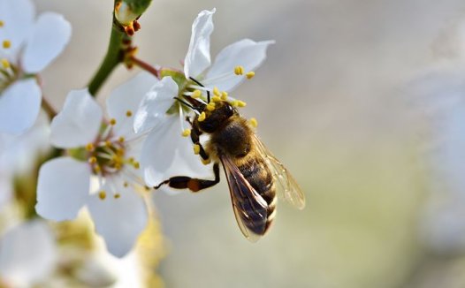 清热宣肺化瘀排痰，敛纳皱肺固本御外