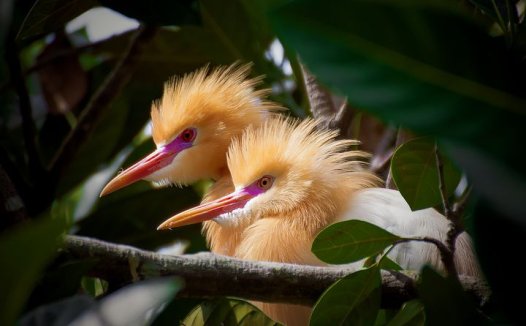 虾的营养价值与实用功效