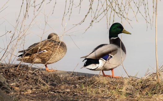 不能食临证心悟