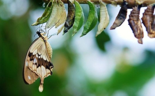 乌贼鱼的营养价值与实用功效