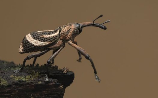 蚌肉的营养价值与实用功效