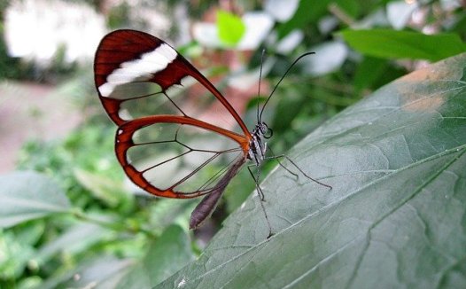 肝炎中的肝阳虚证治发微。