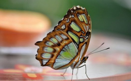 肝炎治疗中若干矛盾问题的处理原则
