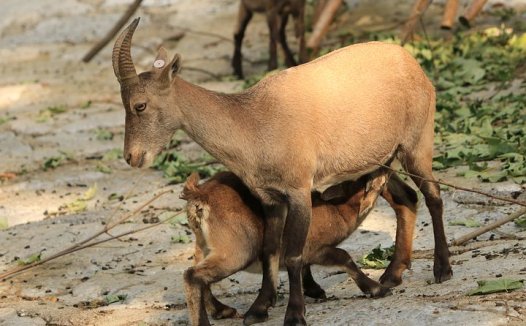 风火相煽，病求厥阴