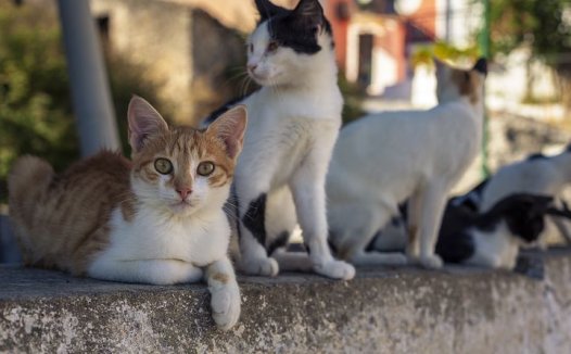 炒白芍的功效与作用
