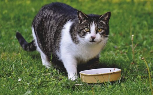 名老中医焦树德经验方