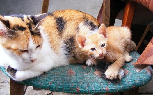 中药性状鉴别经验