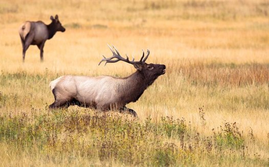 复肝丸治疗早期肝硬化的体会