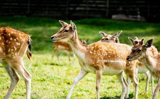 用消瘤散及膏一个半月治愈右顶区脑瘤