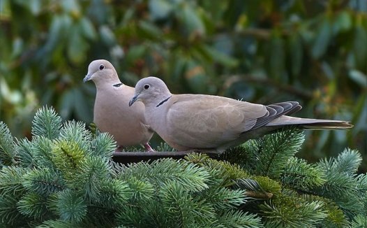 养心安神的拔罐疗法