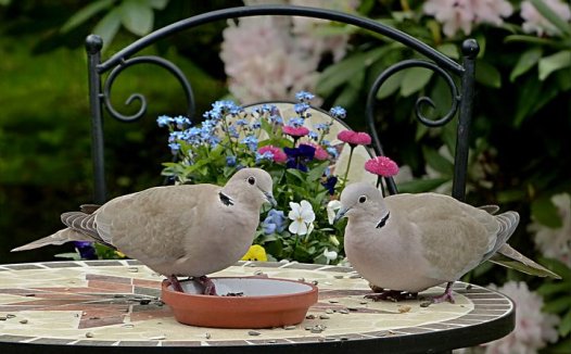 治强直性脊柱炎效方荟萃