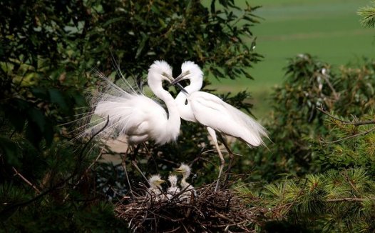 治跟痛症效方荟萃