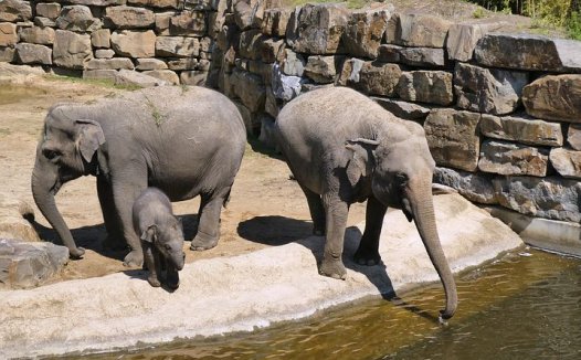 郁李仁的功效与作用