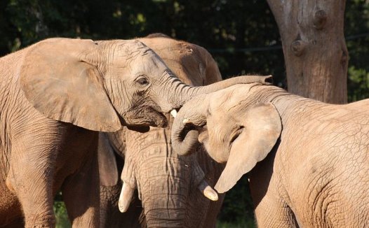 皂角刺的功效与作用