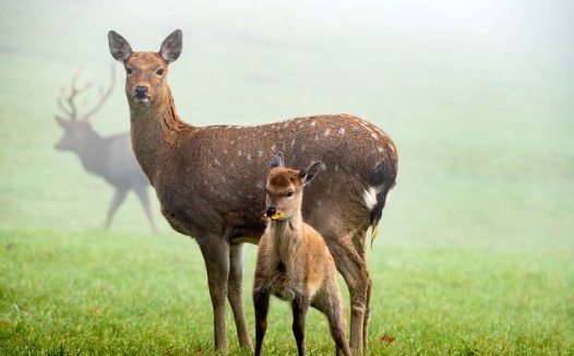 艾叶的功效与作用